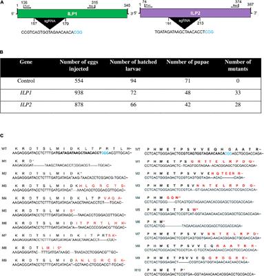 Physiological Alterations in Deletion Mutants of Two Insulin-Like Peptides Encoded in Maruca vitrata Using CRISPR/Cas9